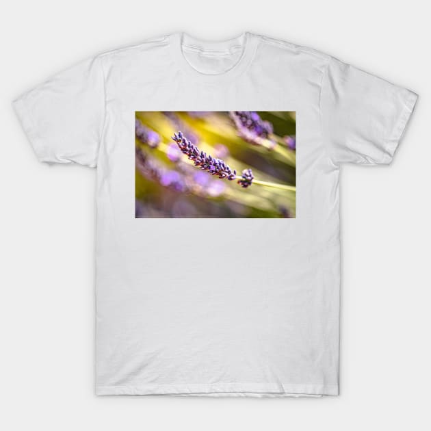 Lavender in garden T-Shirt by blossomcophoto